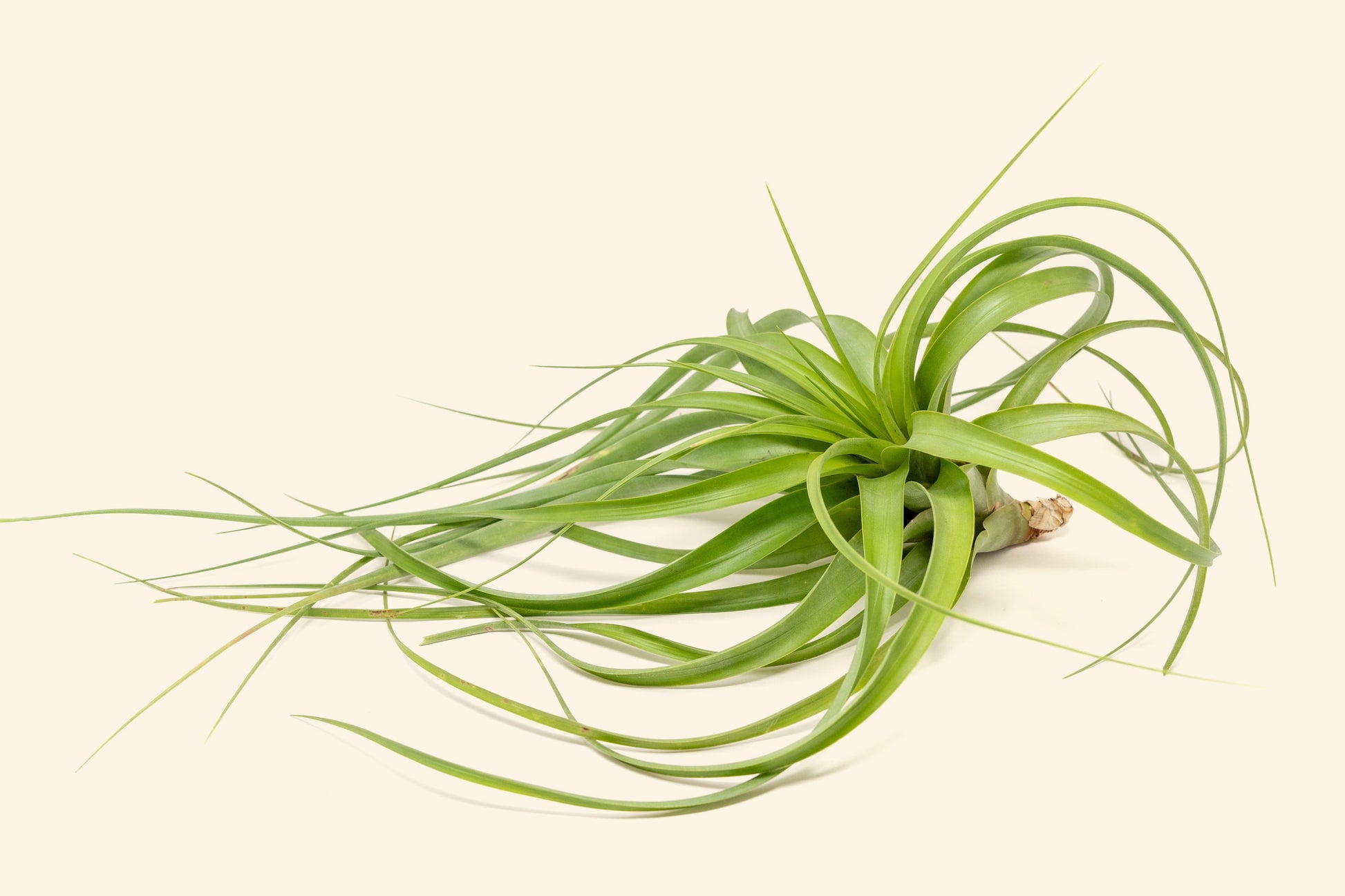 Tillandsia Roland Gosselini Air Plant