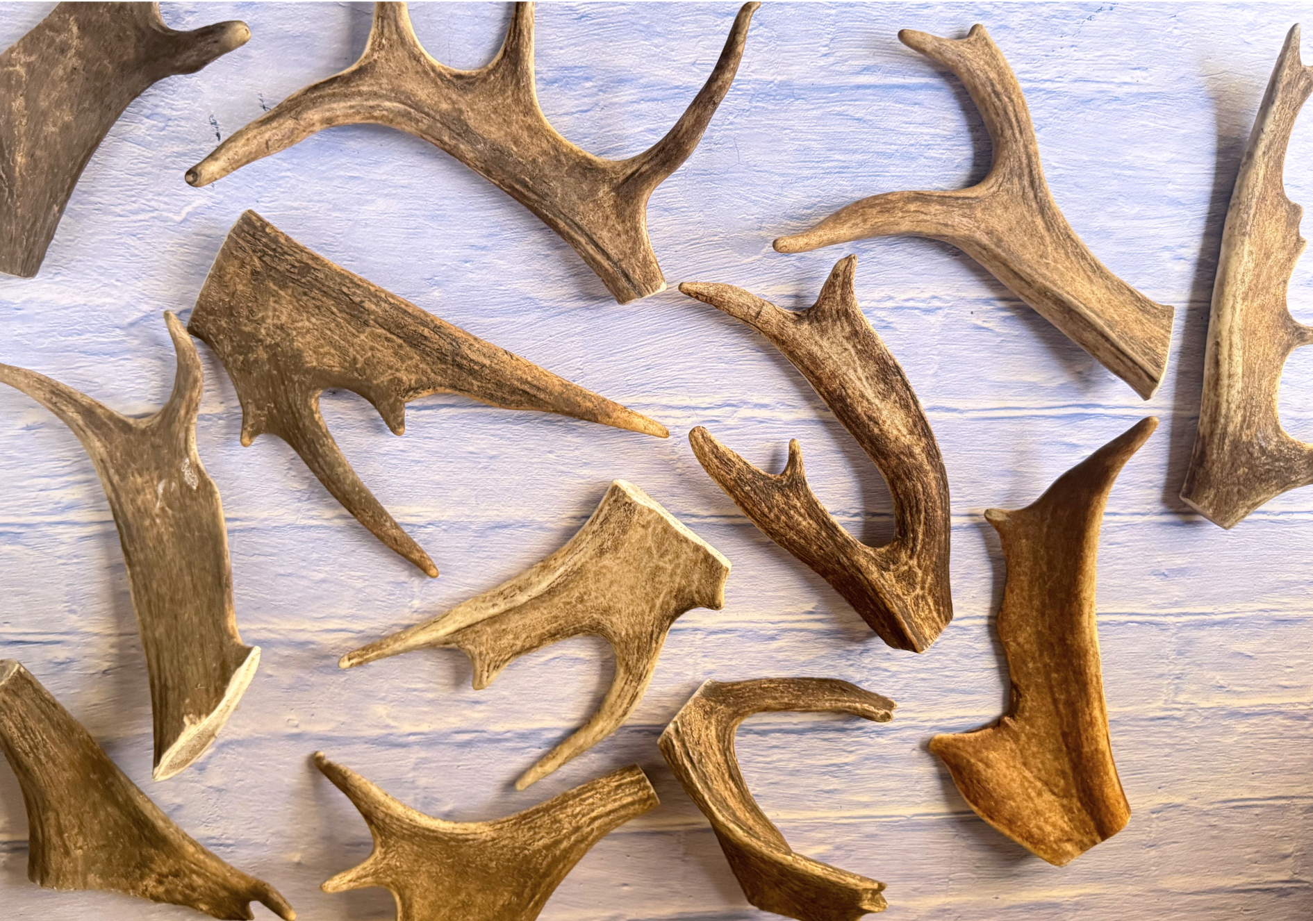 Deer Antler | Dog Treat Chew | Novel Antler Shape