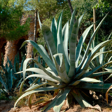 Amerikanische Agave - Bakker