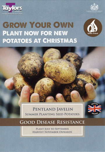 Pentland Javelin Seed Potatoes 10 Tubers – Summer Planting | Taylors
