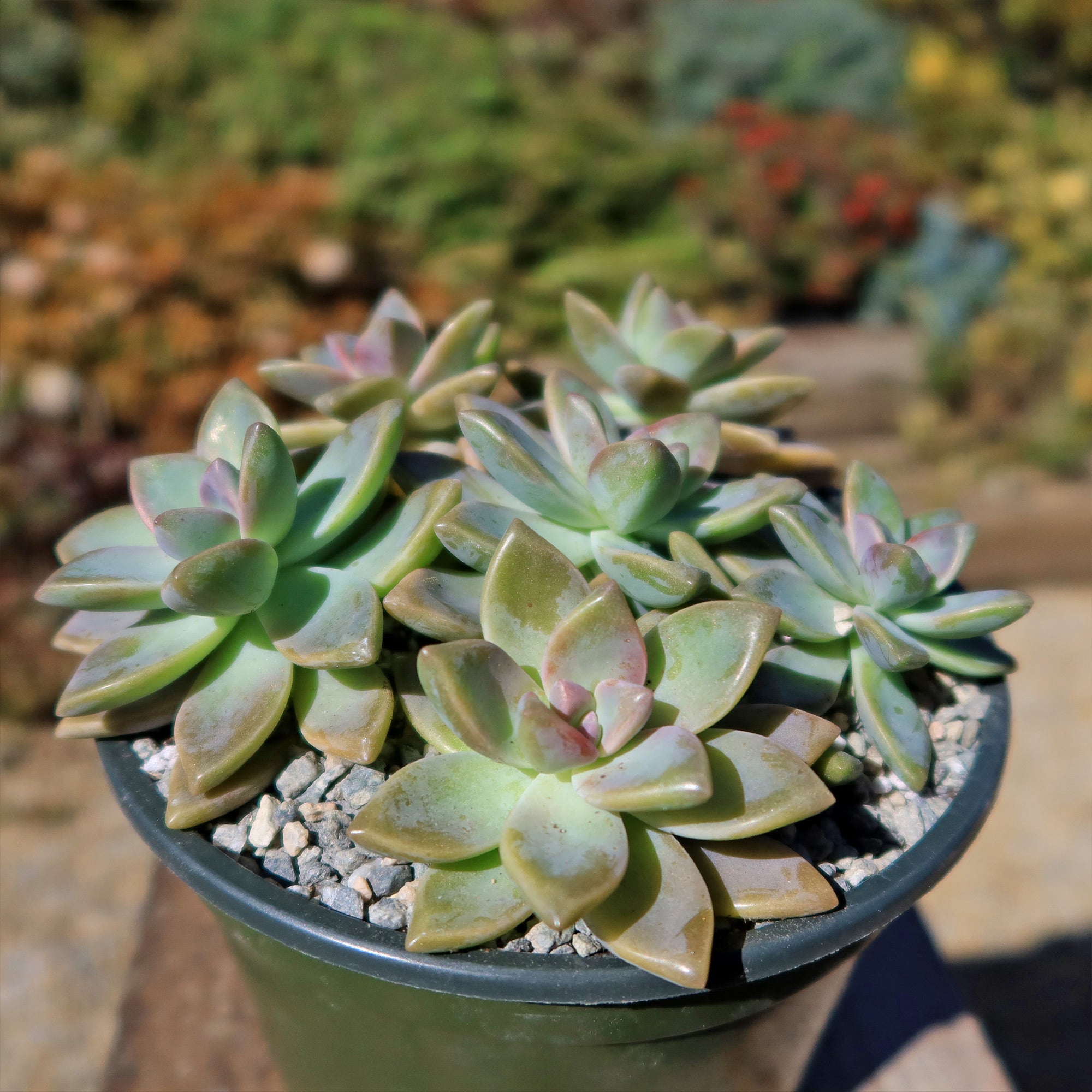 A small green pot of Ghost Plant succulents, with light green leaves and pink tips, sits on gravel against a blurred garden backdrop.