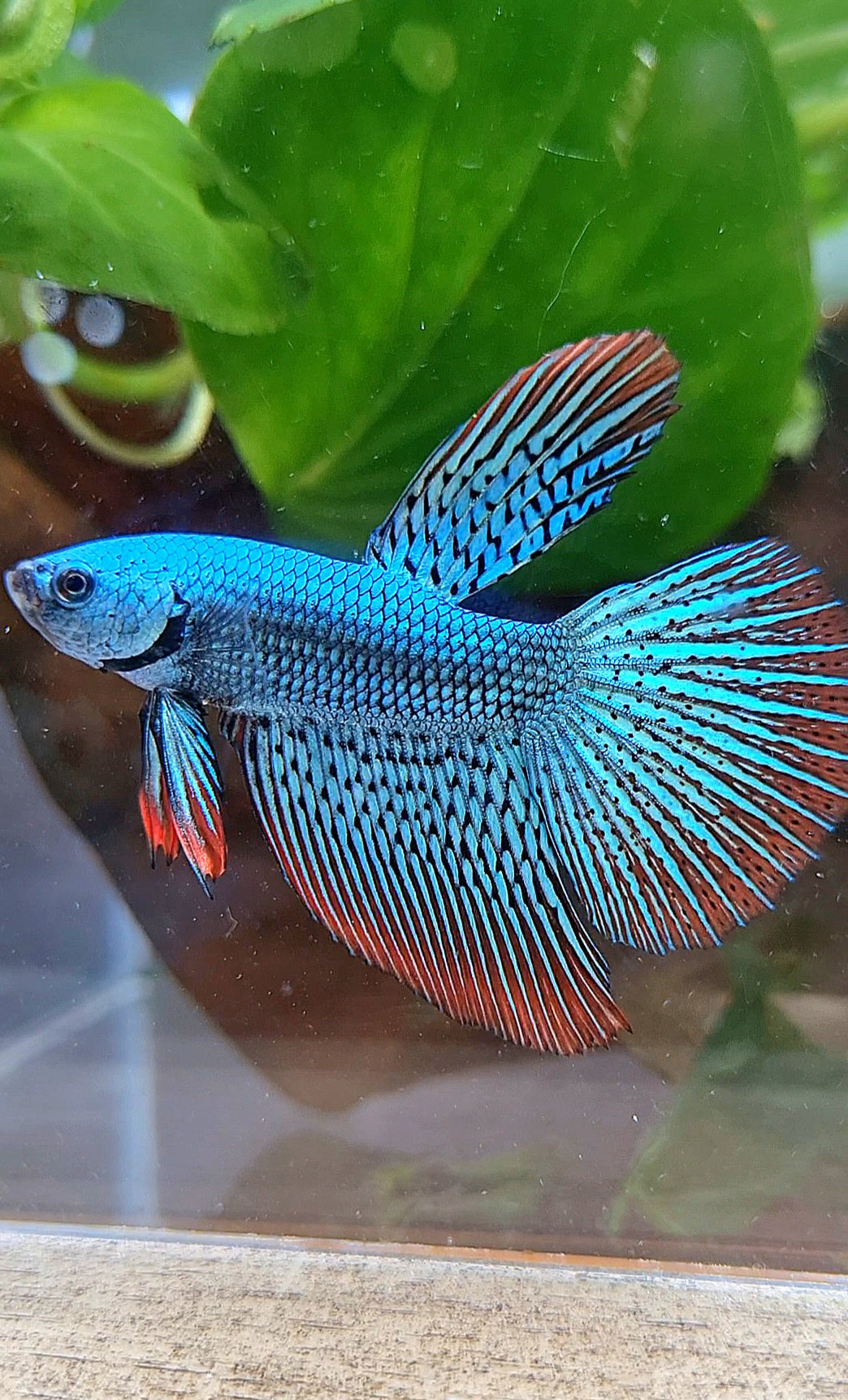 LUXURY HALFMOON ALIEN GREEN SUPER HYBRID WILD BETTA FISH