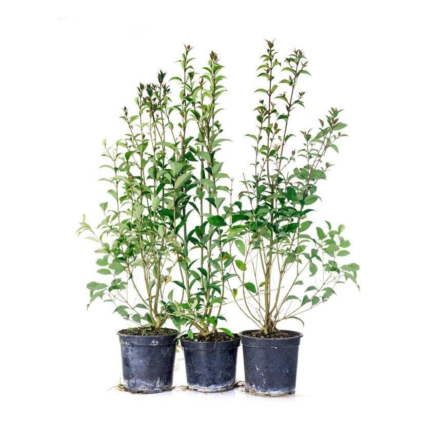 Köp Vintergrön Liguster Atrovirens 80-100 cm Co 5 - Kval LQ Remco