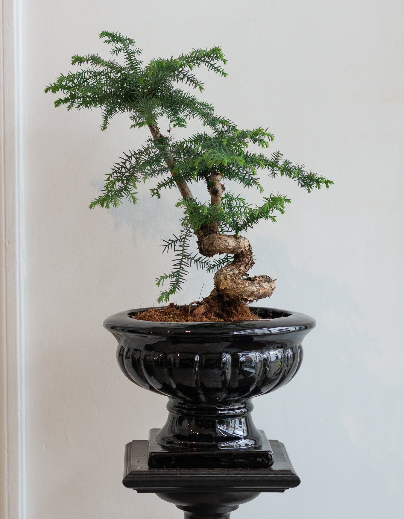 Bonsai tree in a black pot on a white background