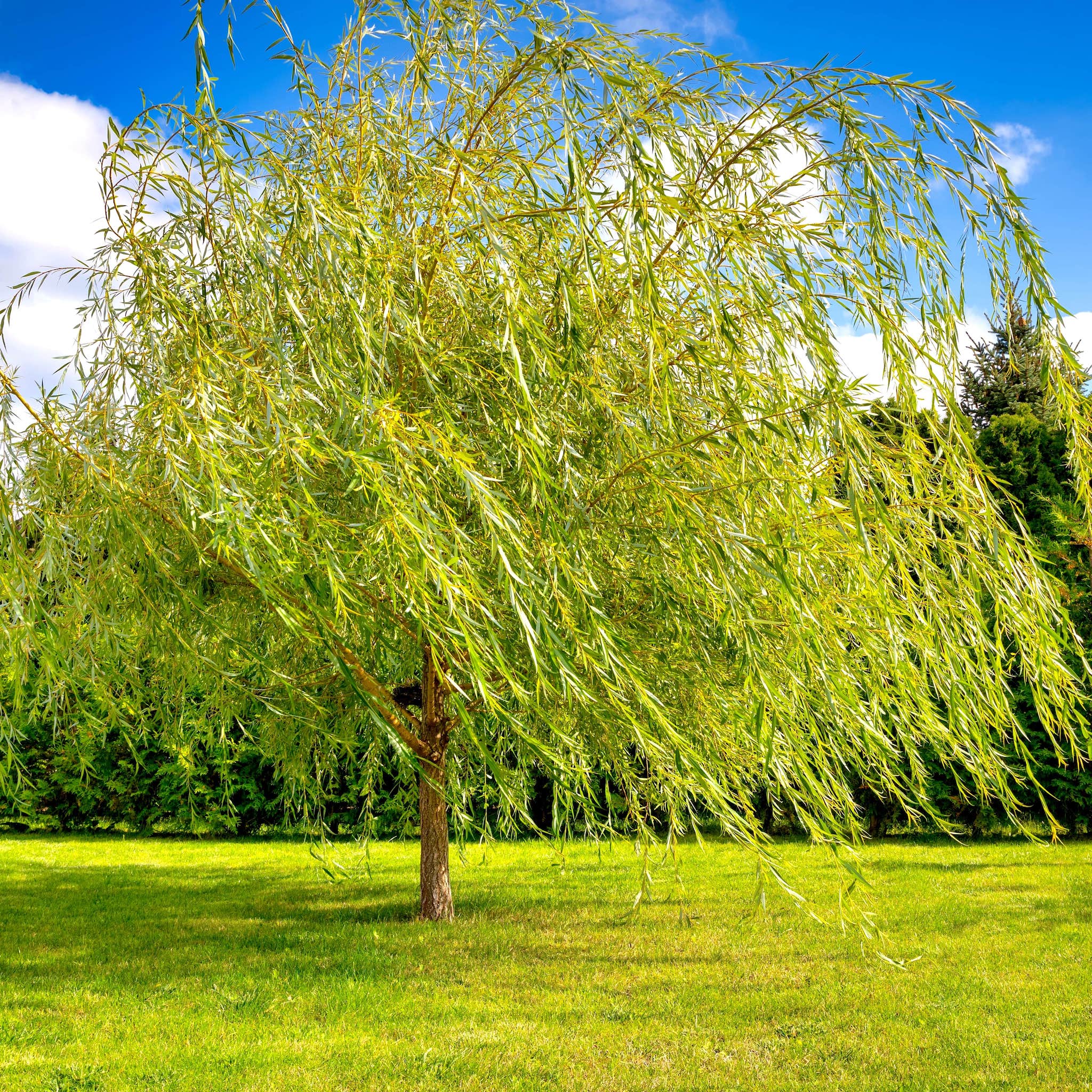 Weeping Willow tree with long, cascading branches in a sunny, open grassy area.