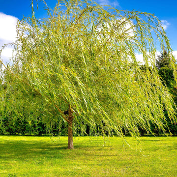 Weeping Willow tree with long, cascading branches in a sunny, open grassy area.