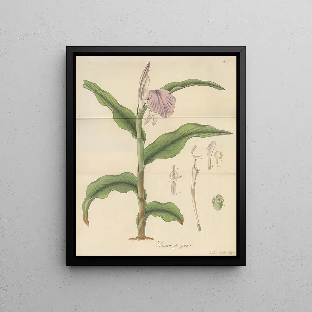 William Jackson Hooker - Roscoea purpurea.webp