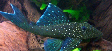 X1 Blue Phantom Pleco Lrg 3" - 4" Tank Cleaners! Free Shipping-Freshwater Fish Package-www.YourFishStore.com