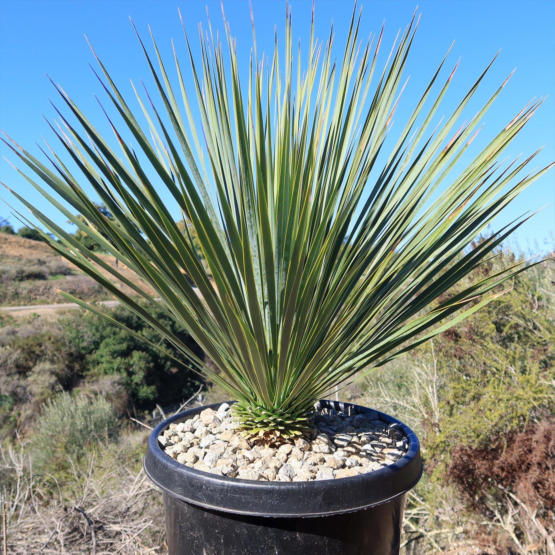 Beaked Yucca Tree (Yucca rostrata) in a black pot with gravel, outdoors against hills and a bright blue sky.