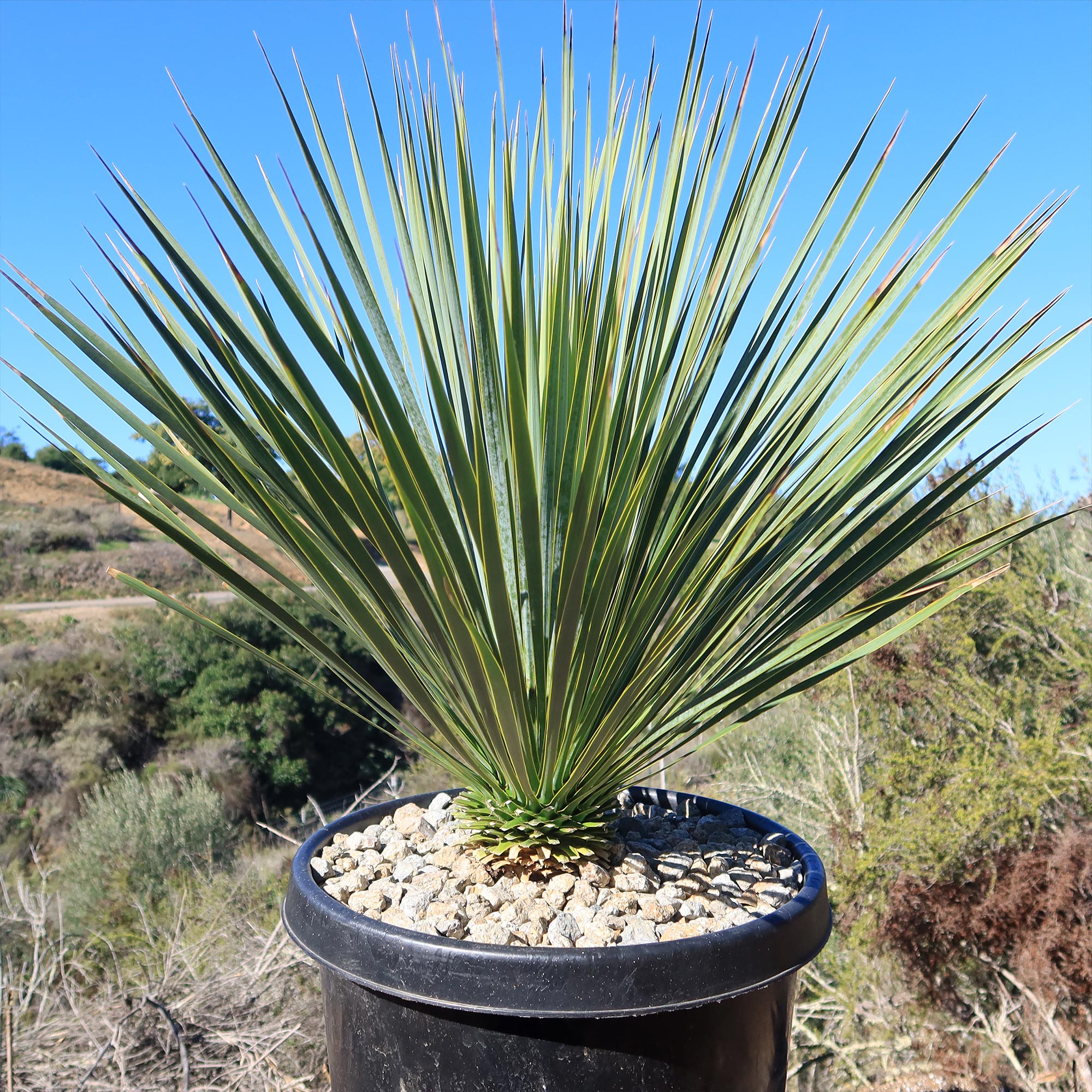 Beaked Yucca Tree (Yucca rostrata) in a black pot with gravel, outdoors against hills and a bright blue sky.