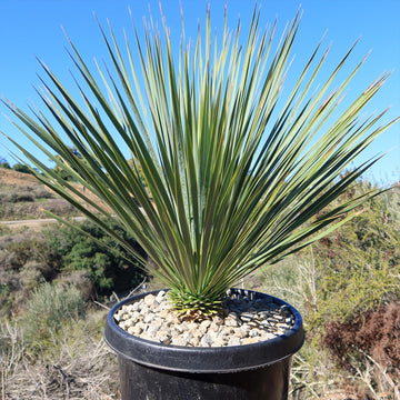 Beaked Yucca Tree (Yucca rostrata) in a black pot with gravel, outdoors against hills and a bright blue sky.