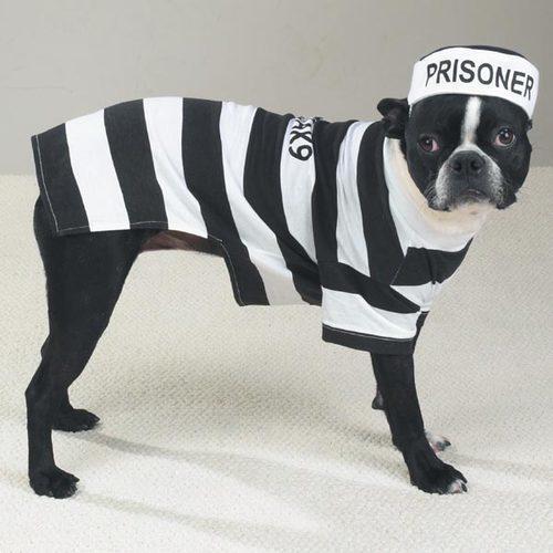 Prisoner Dog Halloween Costume by Casual Canine