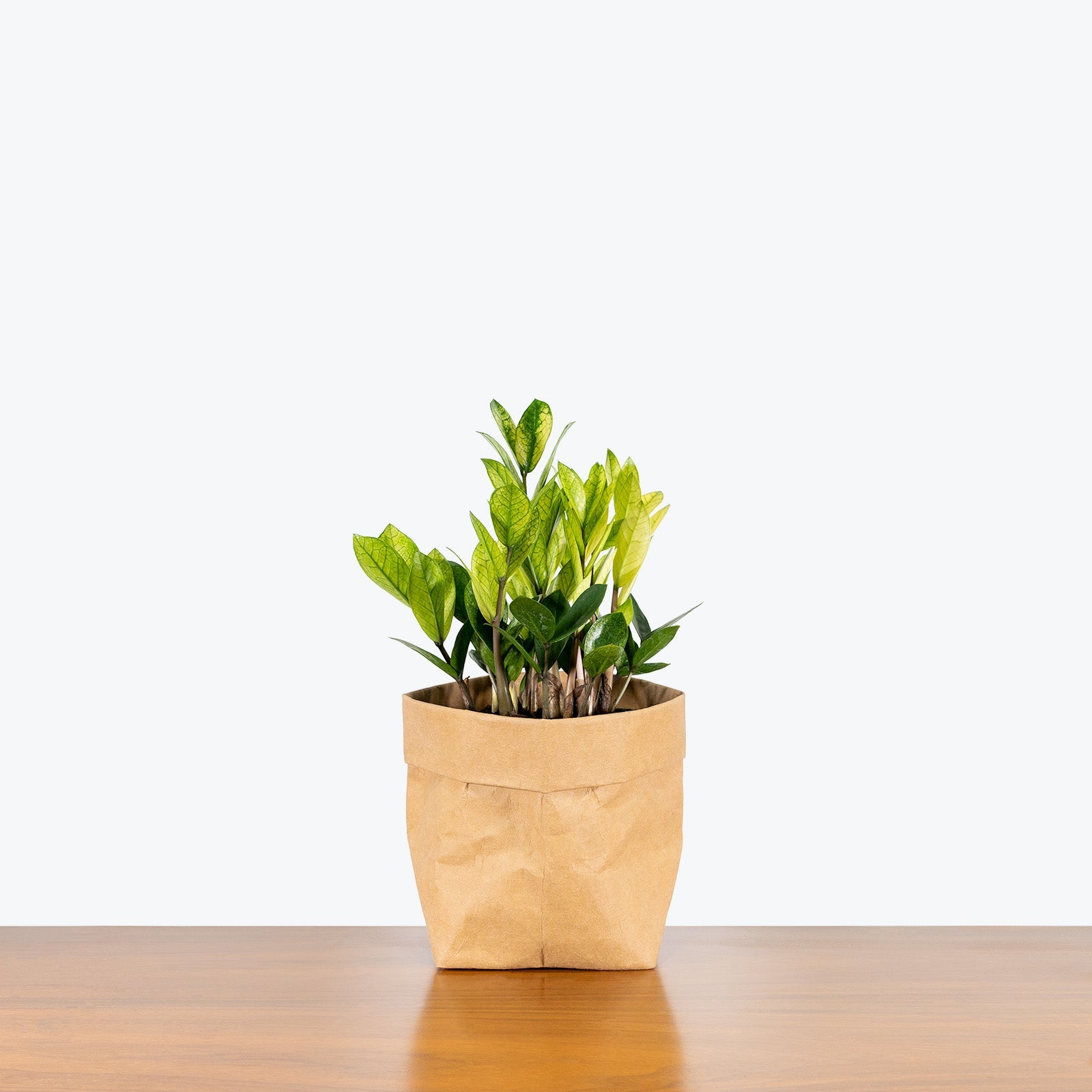 ZZ Chameleon | Care Guide and Pro Tips - Delivery from Toronto across Canada - JOMO Studio