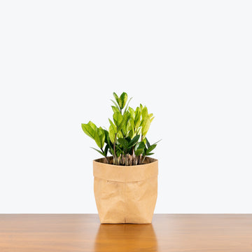 ZZ Chameleon | Care Guide and Pro Tips - Delivery from Toronto across Canada - JOMO Studio