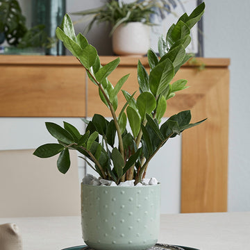 Zamioculcas zamiifolia – ZZ Plant
