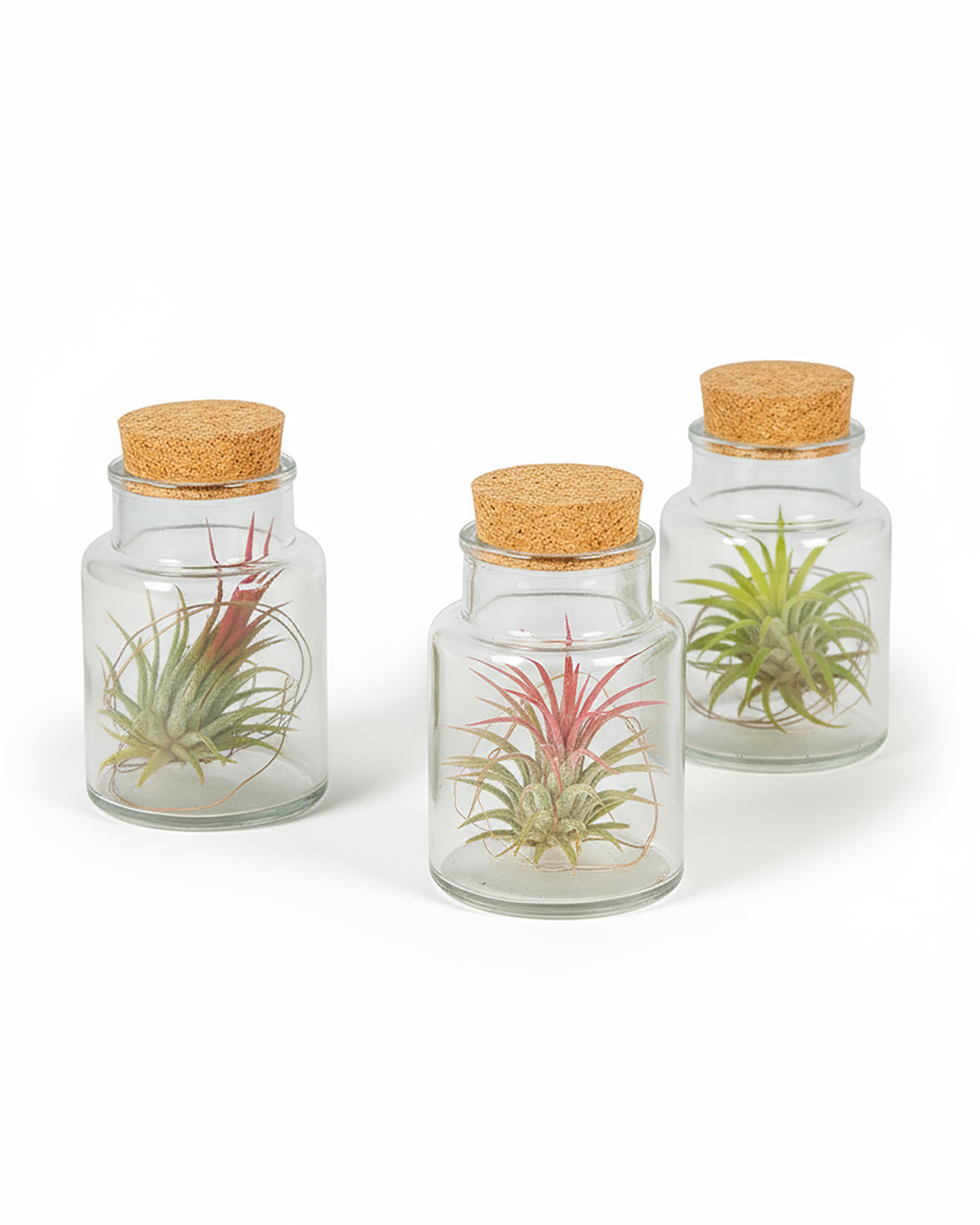 Set of 3 Tillandsia Harrisii (Air Plant Trio in Glass)