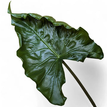 Alocasia 'Dragon Tail' close-up of leaf on white background.