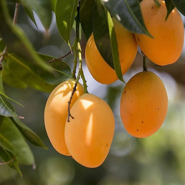 Alphonso Mango Grafted Tree