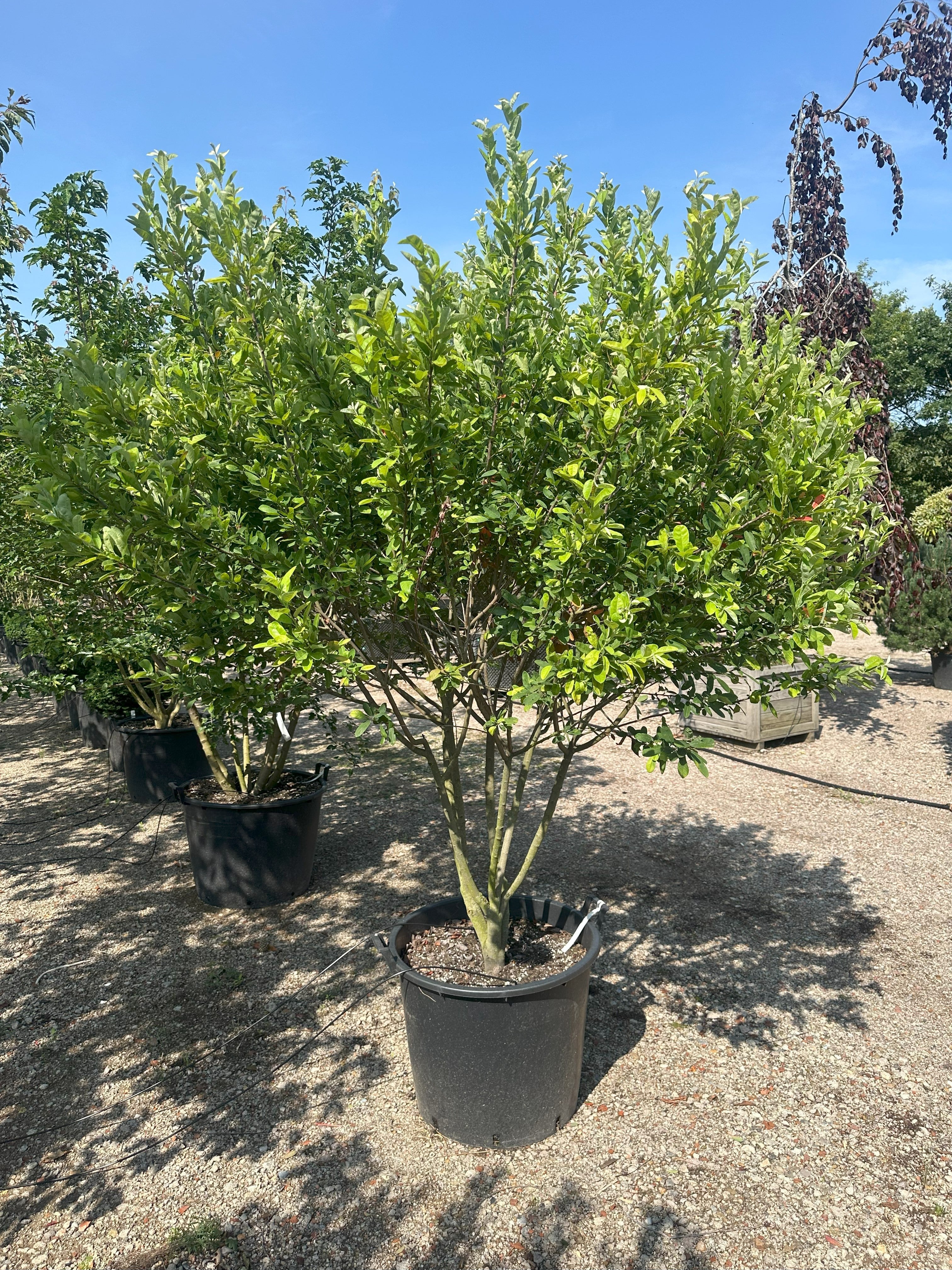 Amelanchier canadensis Rainbow Pillar - Bærmispel - Multistammet