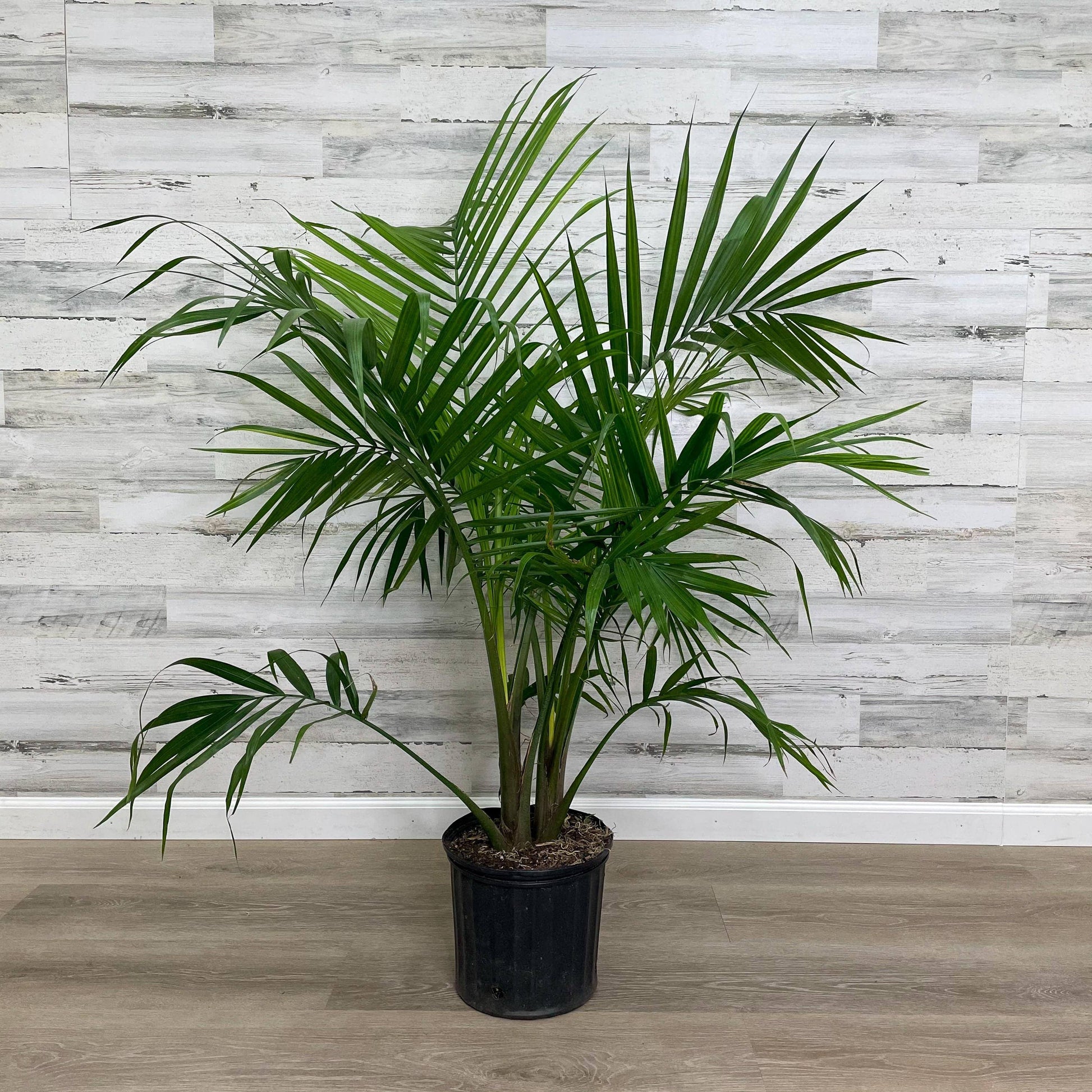 Palm - Majesty - 10-inch Pot - Hicks Nurseries
