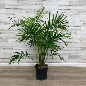 Palm - Majesty - 10-inch Pot - Hicks Nurseries