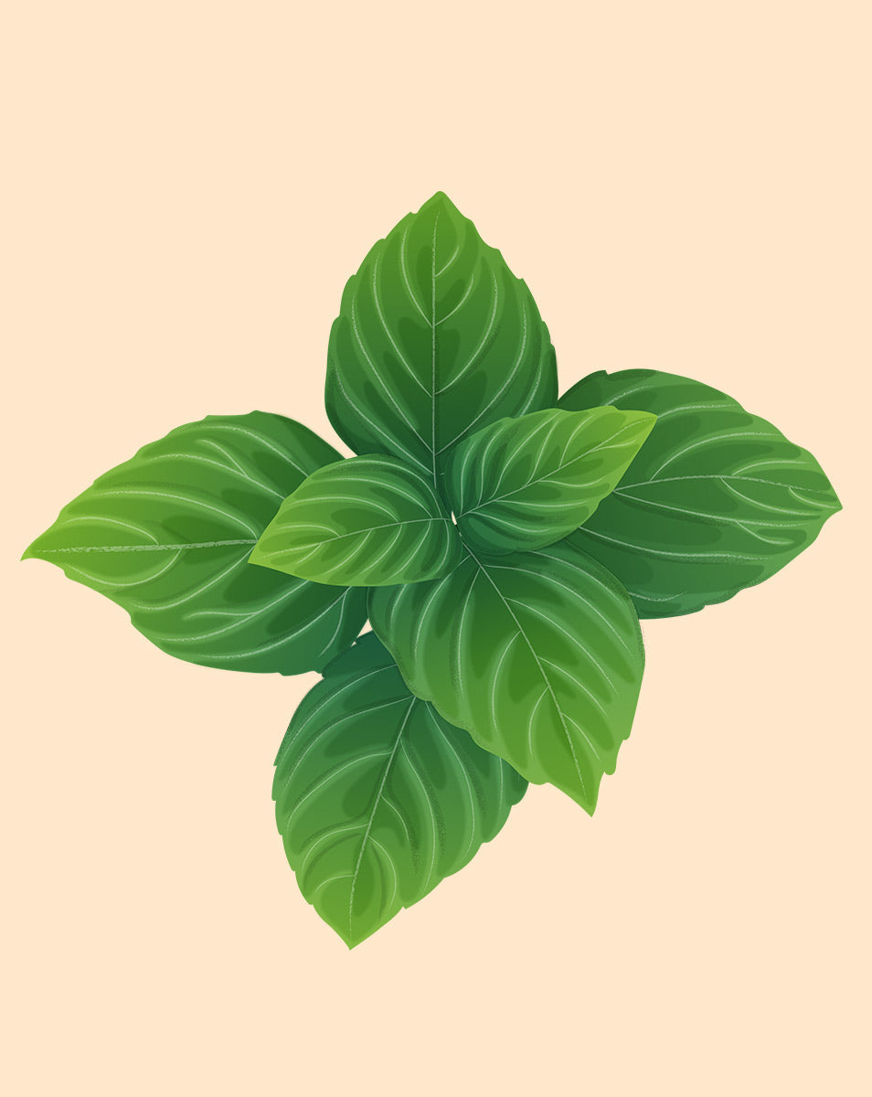 An illustration of  green basil leaves on a beige background.