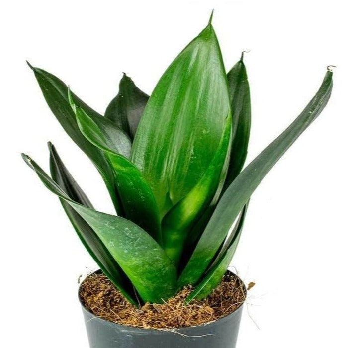 Black Dragon Snake Plant showing it's compact size