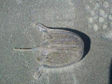 Box jellyfish on the beach. - Picture of Crescent Shores, North Myrtle Beach