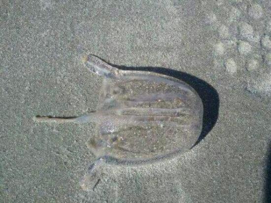 Box jellyfish on the beach. - Picture of Crescent Shores, North Myrtle Beach