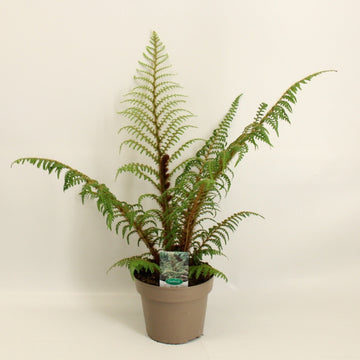 Cyathea Highland Lace – Baumfarn / Farnpflanze 40–50 cm – Exotische Zimmerpflanze für Haus & Garten
