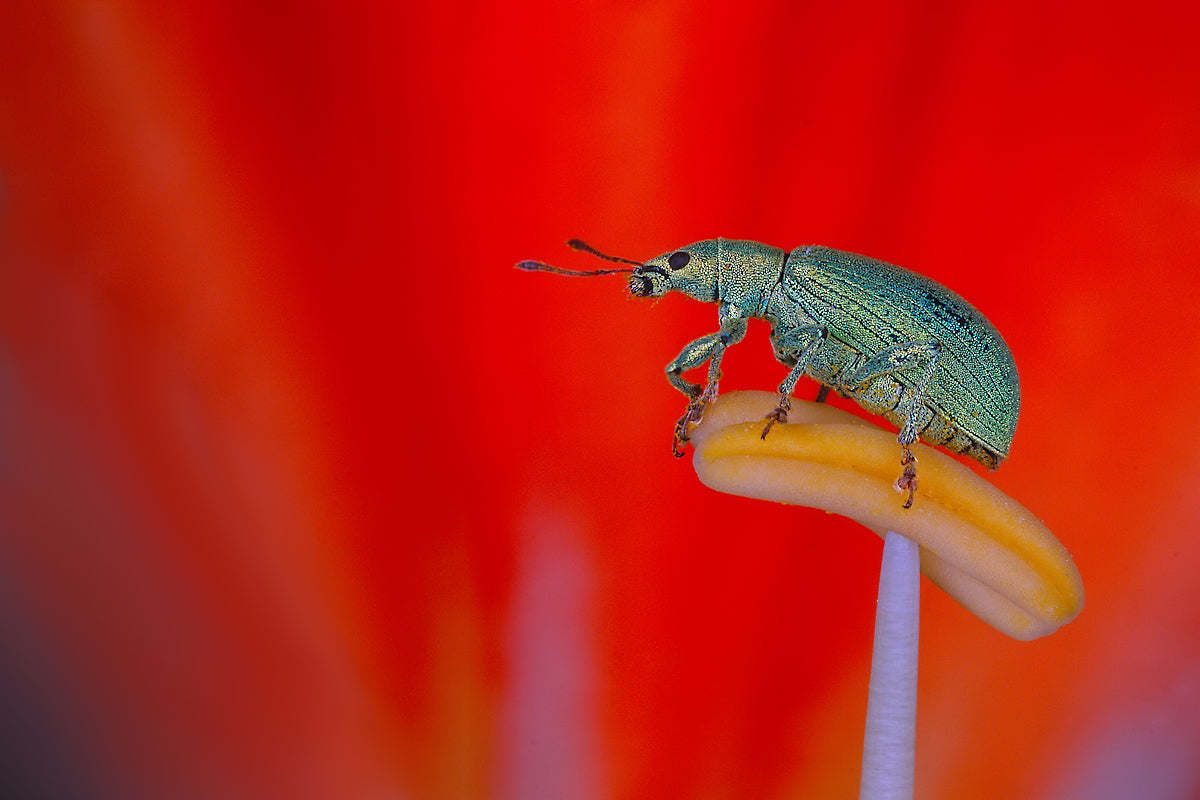 Weevil Poster och Canvastavla
