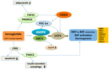 Spotlight on the Mechanism of Action of Semaglutide