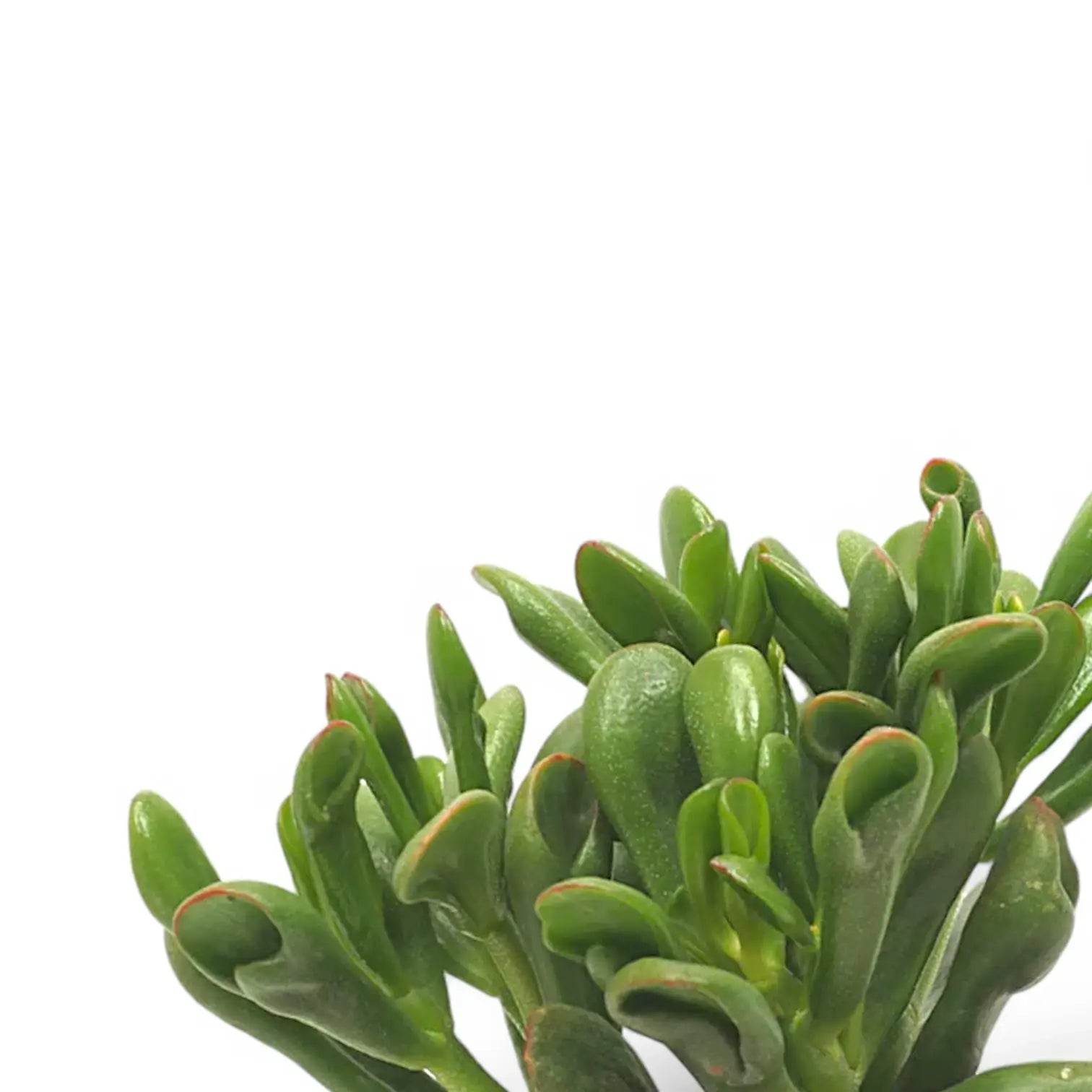 Crassula ovata 'Horn Tree' leaf detail on white background.