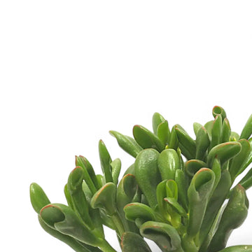 Crassula ovata 'Horn Tree' leaf detail on white background.
