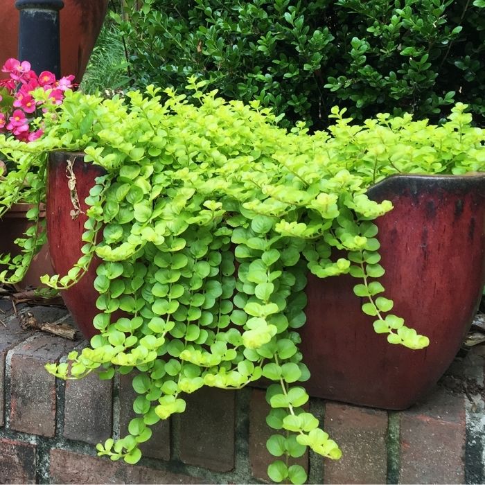 Creeping Jenny spilling through a mixed patio container with bright chartreuse foliage cascading over the pot edge.