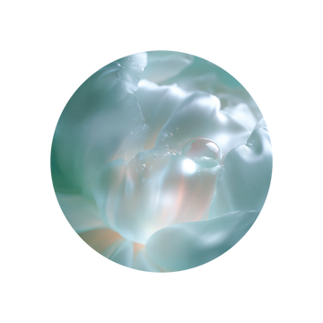Cyclamen Base 184317 G