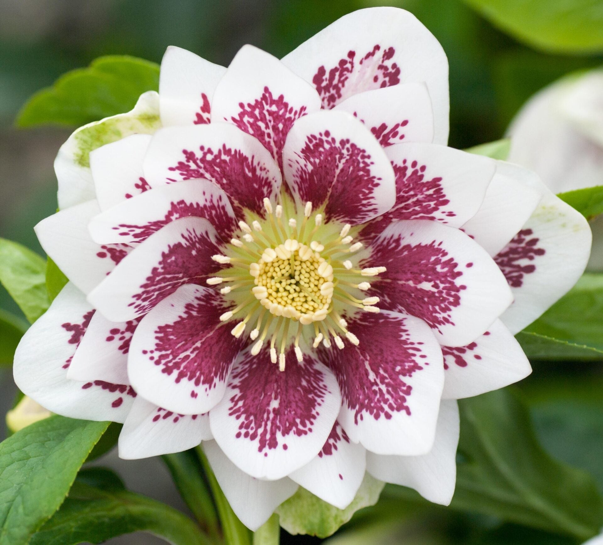 Helleborus - Winter Elegance series 'Double White Spotted'