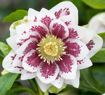 Helleborus - Winter Elegance series 'Double White Spotted'