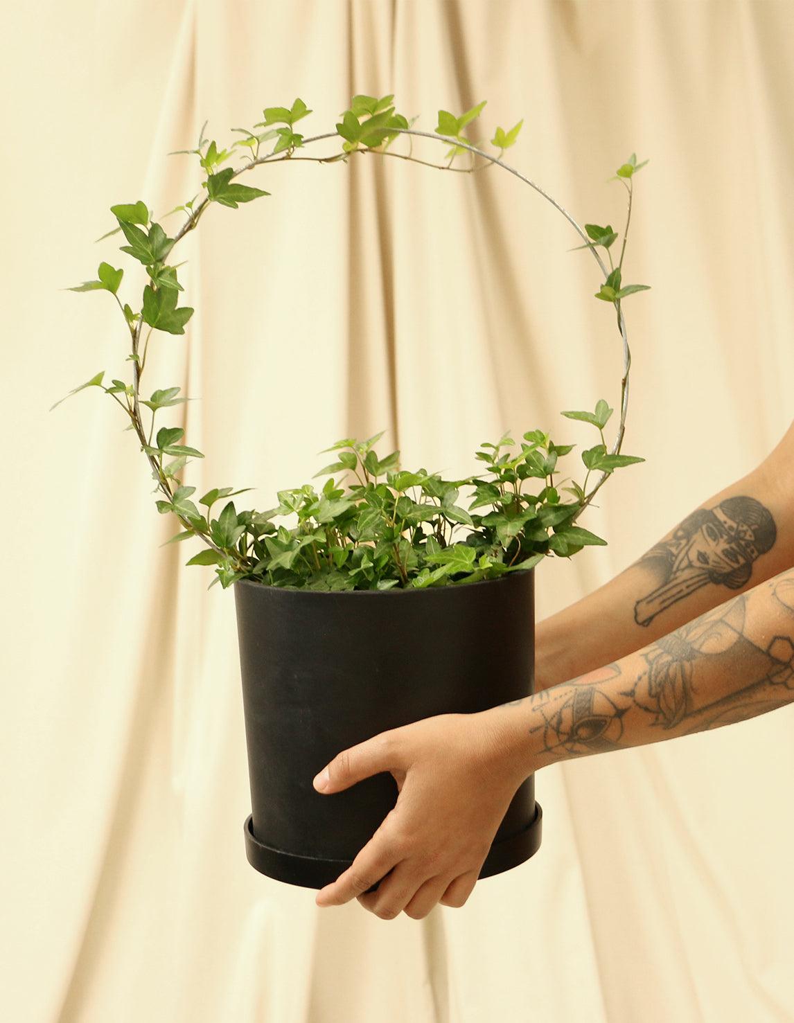 English Ivy Plant - Hedera Helix - Plantquility Houseplants