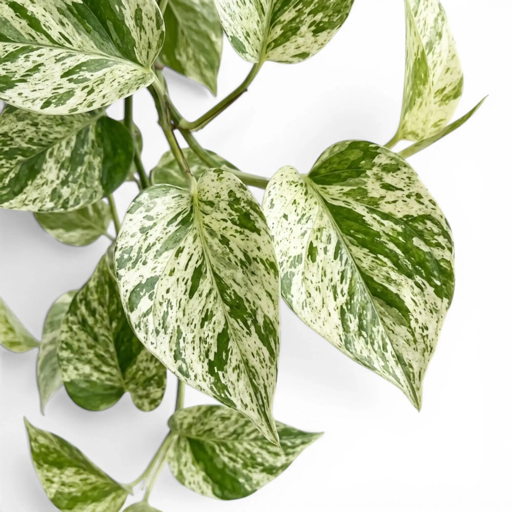 Close up of Epipremnum aureum Marble Queen foliage on a white background