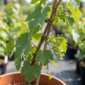 Grape Vitis Sulima White Vine Plants