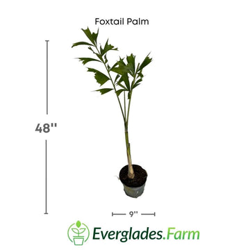Foxtail Palm Tree 130-Casey's Corner Nursery 4 feet & 3-gal