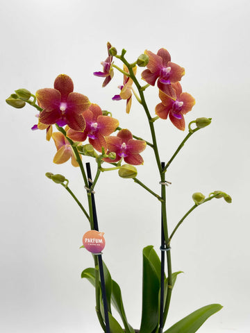 Fragrant Orchid, Phalaenopsis 'Bolgheri'