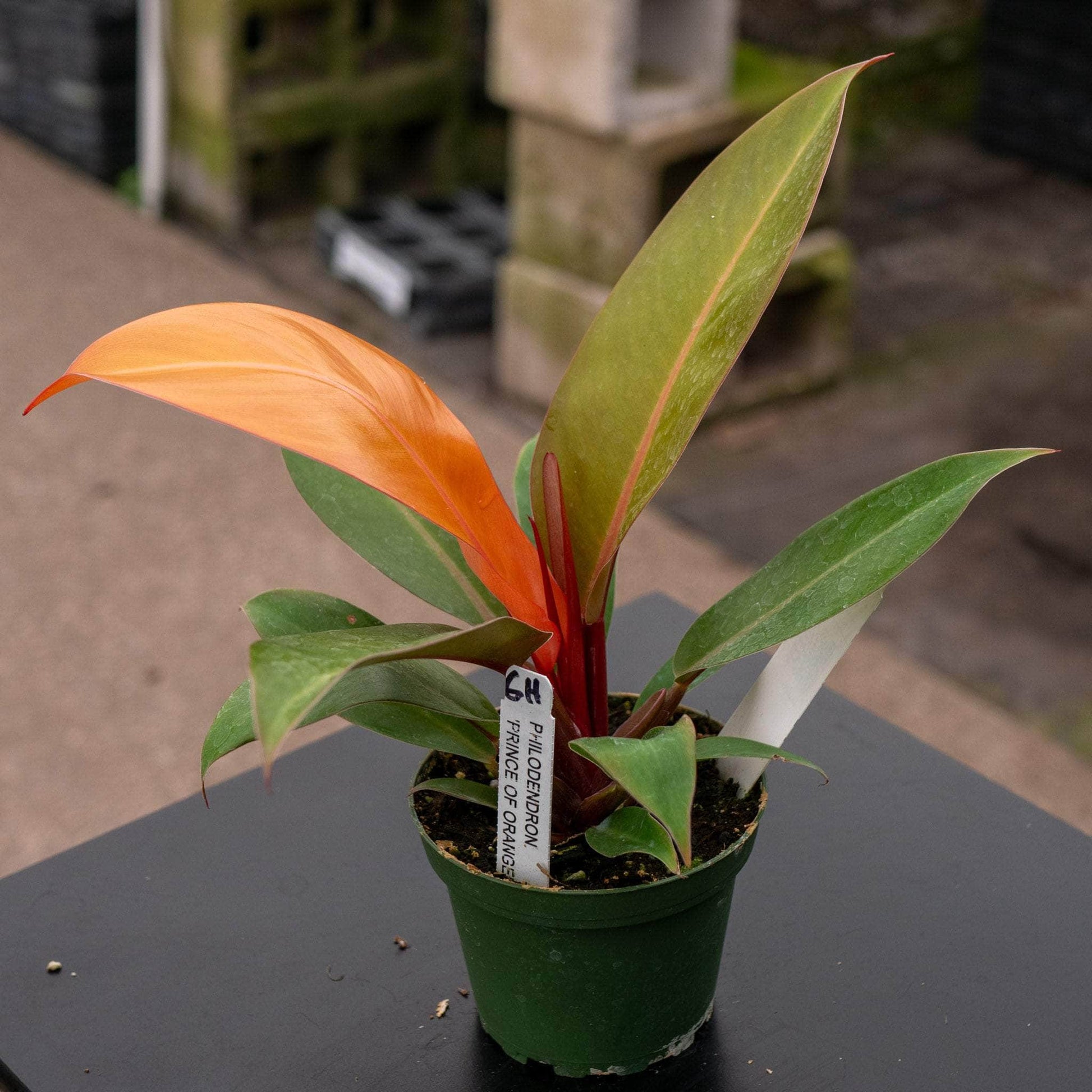 Gabriella Plants Philodendron 4" Philodendron 'Prince of Orange'