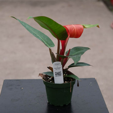 Gabriella Plants Philodendron Hybrid 4" Philodendron 'Sun Red'