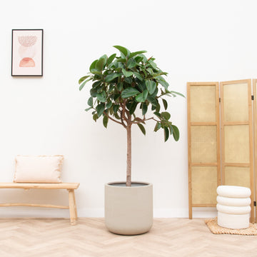 Ficus Elastica Robusta auf Stamm - 180cm