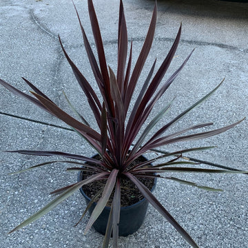 Cordyline Red Sensation Grass Palm Plant With Burgundy Foliage in 10 in. (3 Gal.) Grower Pot