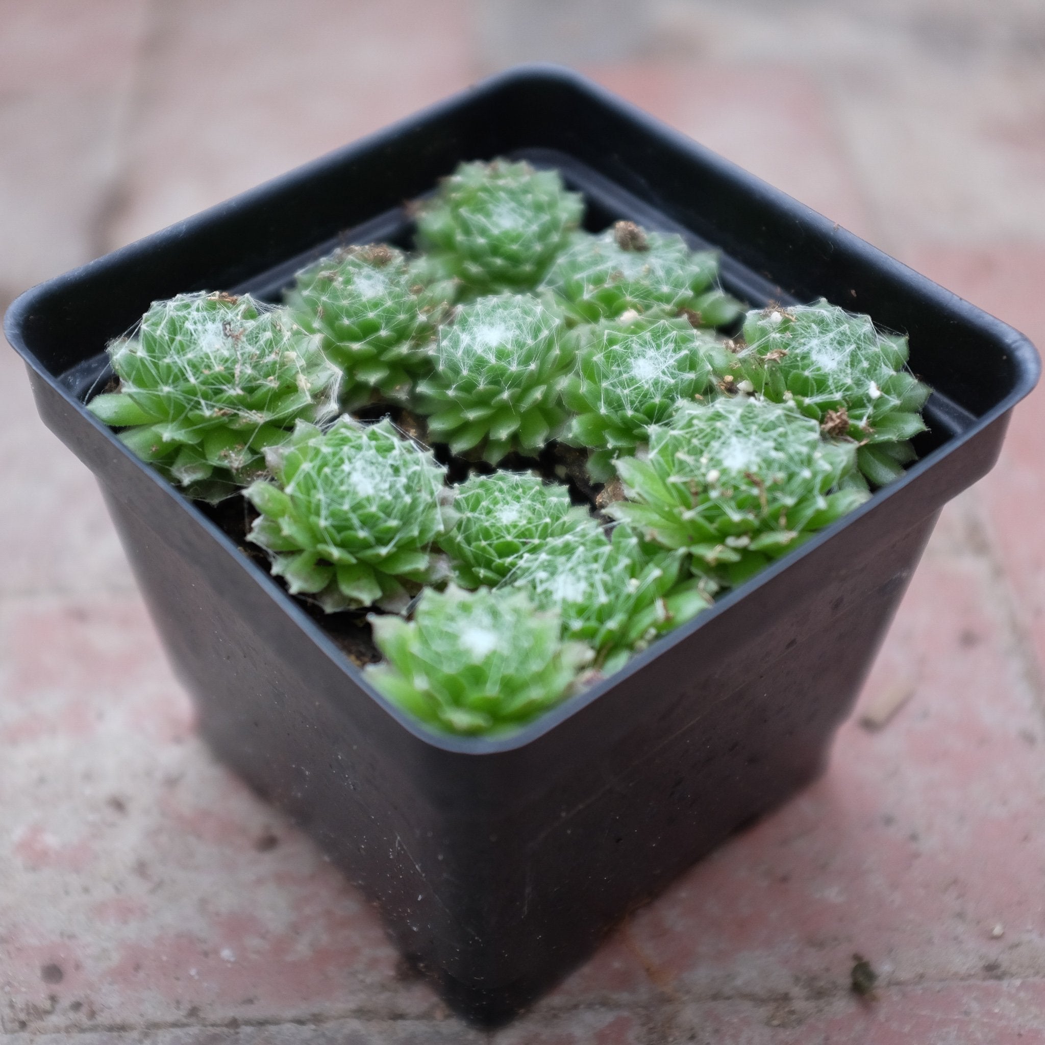 Succulent- Cobweb Hens & Chicks