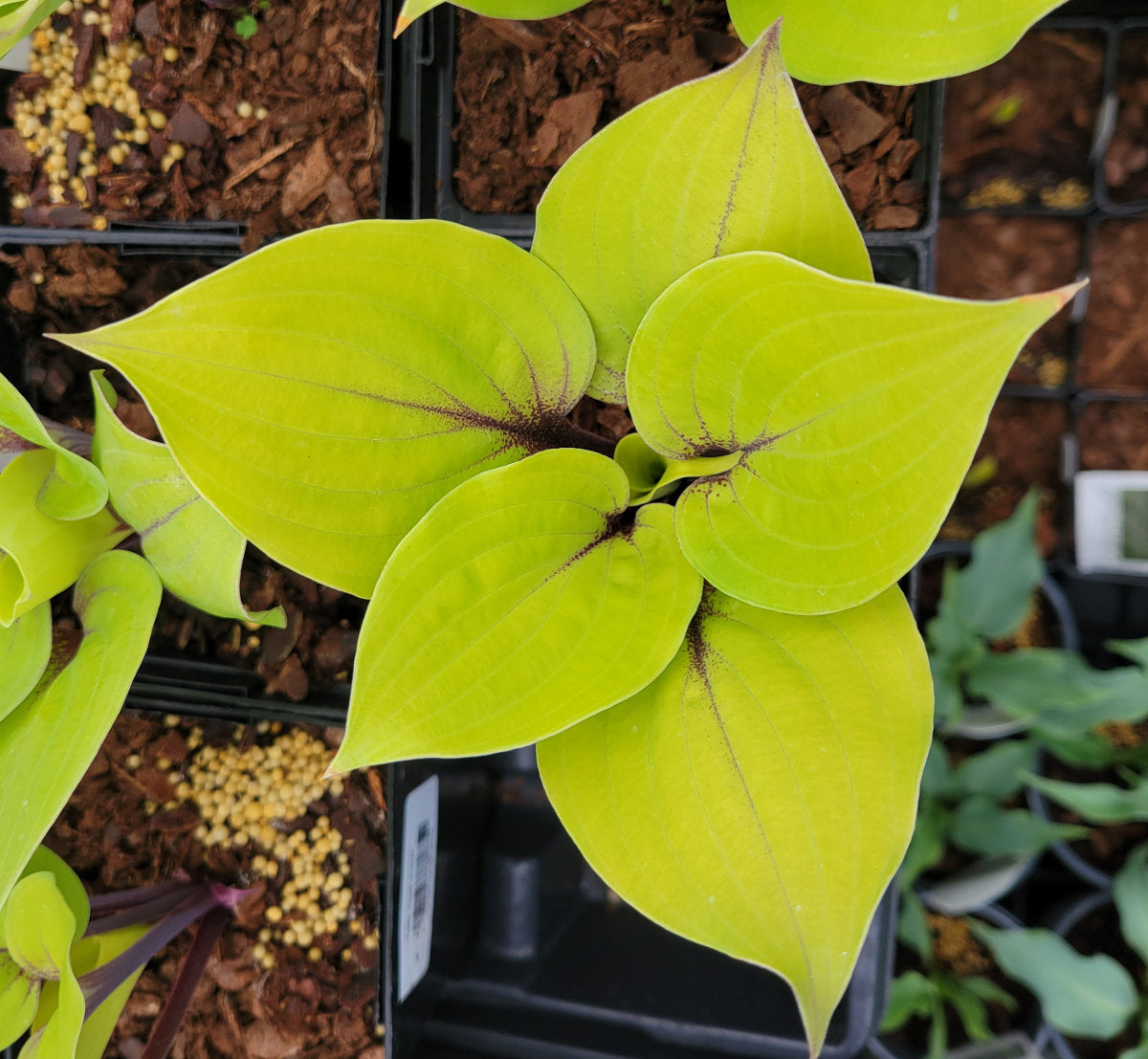 Hosta 'Peach Brandy'