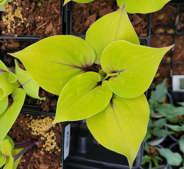Hosta 'Peach Brandy'